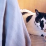 Canal Meio Cheio – Como Habituamos os gatos à Autocaravana
